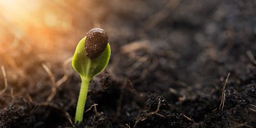 Biblical Truth : You need to grow